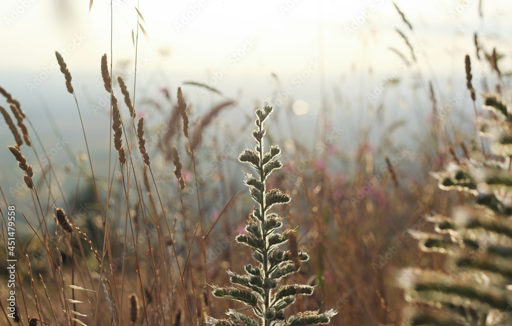 Obraz premium wild grasses with flowers in the meadows of tuscany 