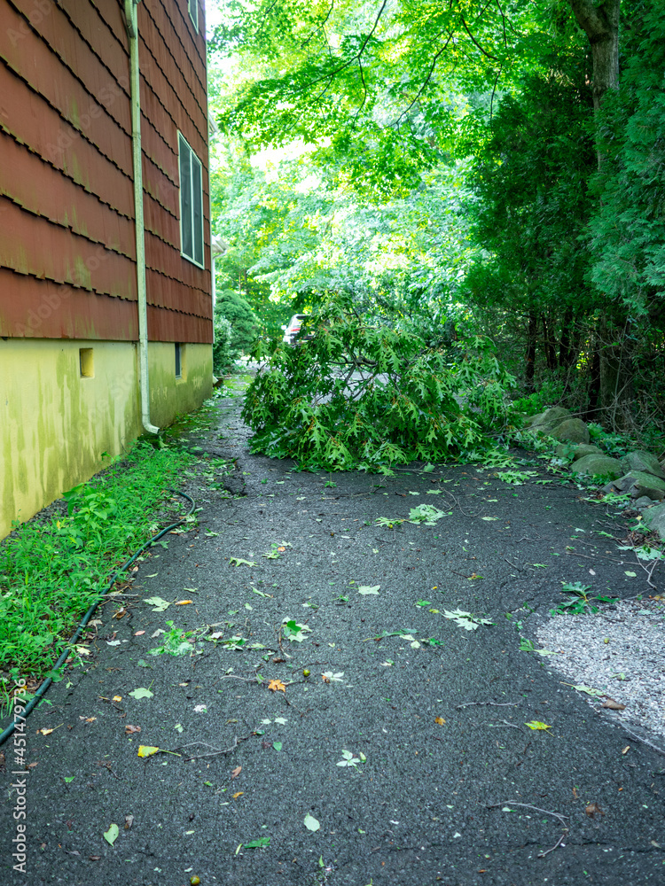 big broken branch on the driveway after the passage of the hurricane in suburban New Jersey