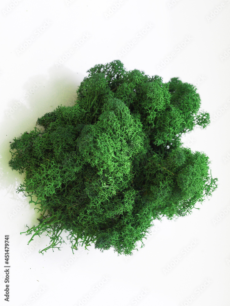 Fototapeta premium green stabilized forest moss for decoration on white background