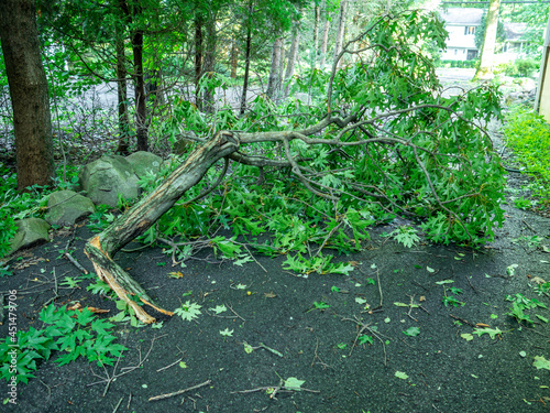 big broken branch on the driveway after the passage of the hurricane in suburban New Jersey