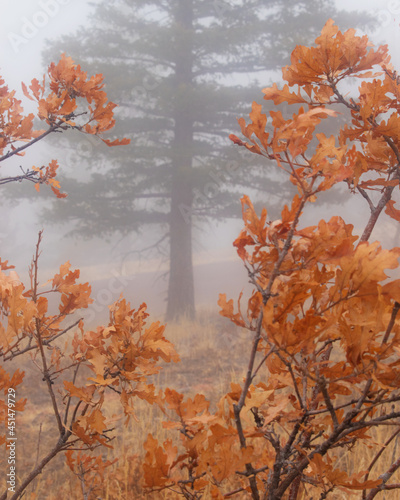 Orange scrub oak leaves and branches with evergreen tree on a foggy morning during autumn at Blodgett Peak Open Space, Colorado Springs photo