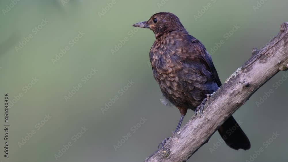 Common blackbird young Turdus merula in the wild. . Cl;ose up. Common blackbird young Turdus merula in the wild. . Cl;ose up.