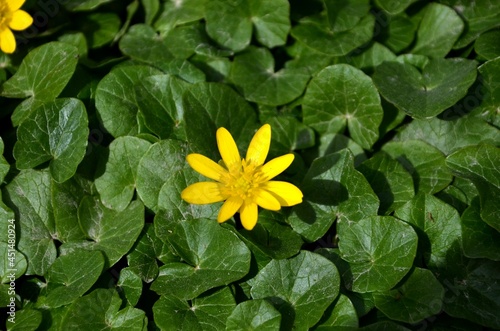 yellow flower  ficaria verna  buttercup