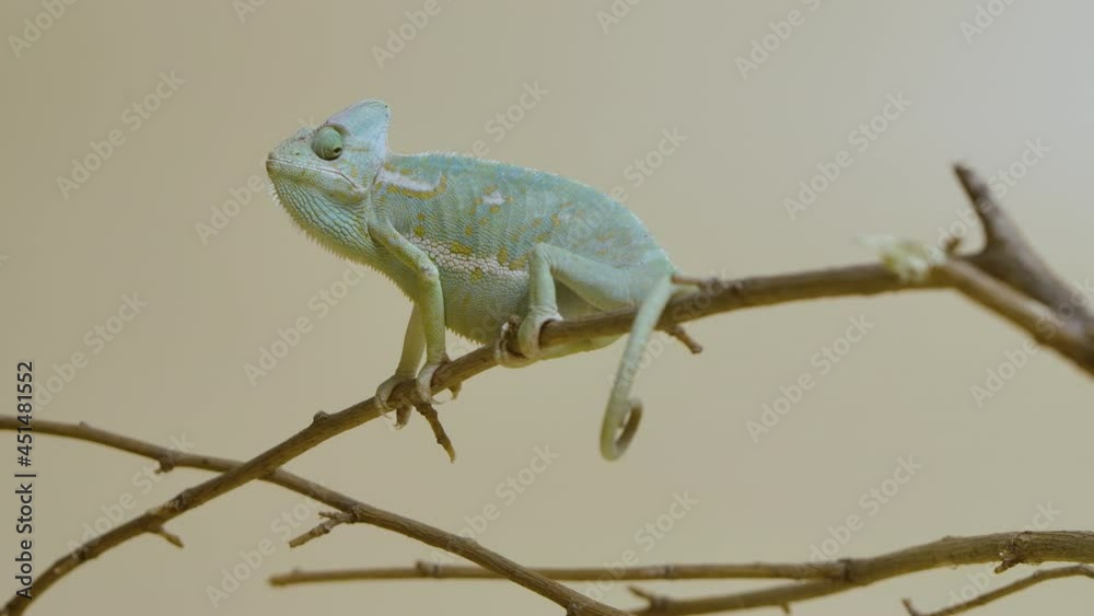 Colorful chameleon sits on branch and looks around on beige background. Studio shooting of animals. Lizard with camouflage skin has moved his eye. Scaled dragon reptilian in touchable zoo. Slow motion Colorful chameleon sits on branch and looks around on beige background. Studio shooting of animals. Lizard with camouflage skin has moved his eye. Scaled dragon reptilian in touchable zoo. Slow motion