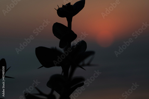 Sunset Plant
