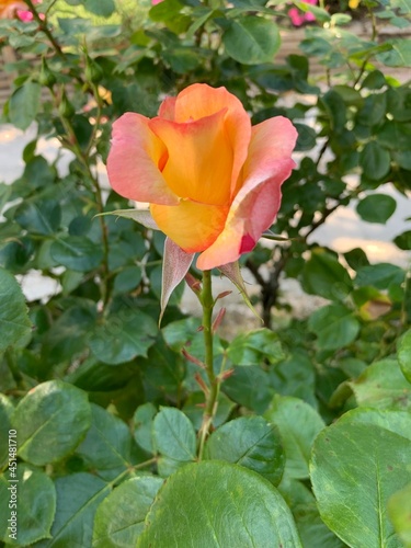 Orange flower in Italian garden