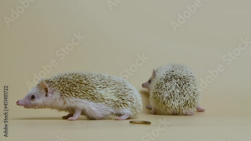 Two African whitebellied hedgehogs sniff and look around in studio on white background. Portrait of exotic predators near the larva. Spiny mammals with needles. Wild wildlife. Close up. Slow motion. photo