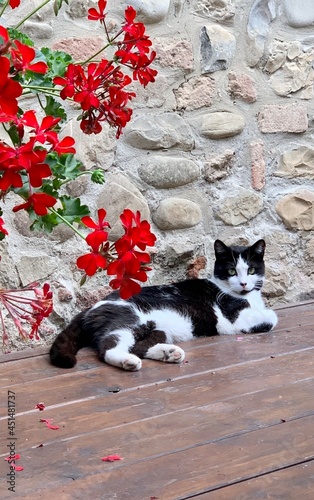 Cat with red flowers in Italy