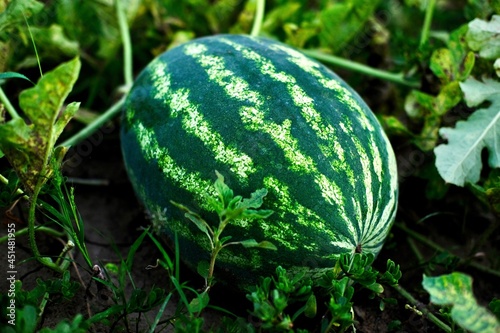 The water melon grows in the field . High quality photo
