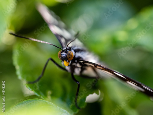 Macro shot of a siren butterfly called Hestina persimilis on green leaves under sunlight photo