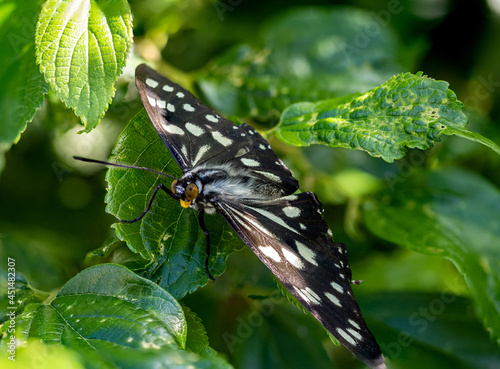 Closeup shot of a siren butterfly called Hestina persimilis on green leaves under sunlight photo