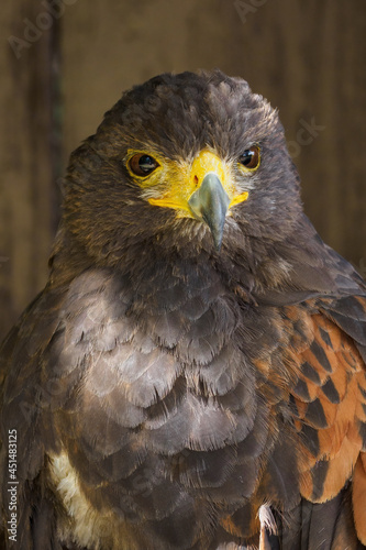 Portrait of a Harris´s buzzard with a brown background.