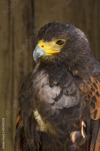 Portrait of a Harris  s buzzard with a brown background.