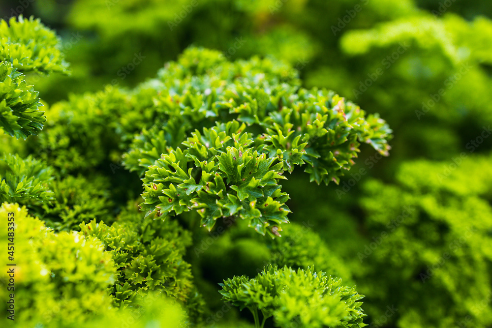 Parsley in the garden Parsley in the garden