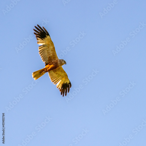 Male Western marsh harrier flying