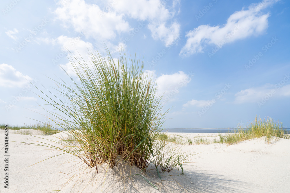 European beachgrass on the dune beach European beachgrass on the dune beach