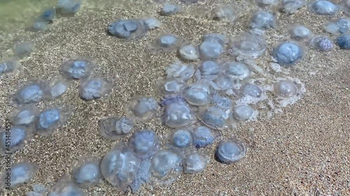 Invasion of jellyfish on the seashore. Environmental pollution. Jellyfish washed up on a beach.  Ecological disaster photo