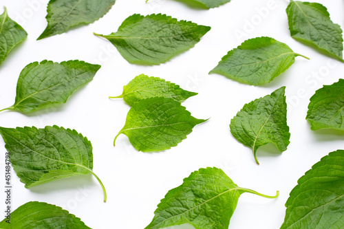 Tree Basil leaves (Ocimum gratissimum) on white background. photo