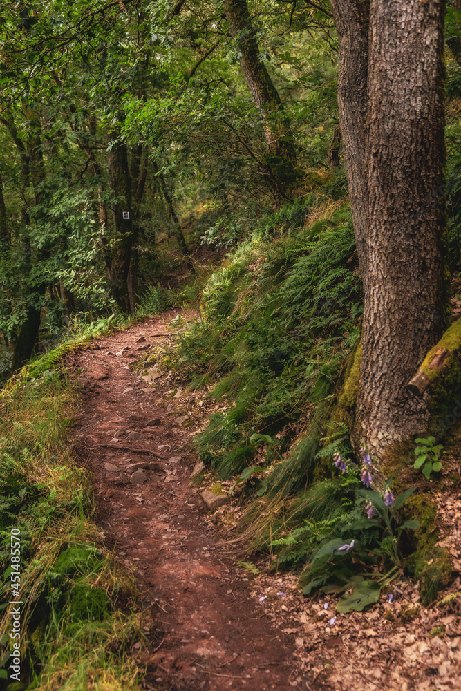 Naklejka premium Saarschleife im Saarland in West Deutschland im Sommer, Reiseziel in Europa 