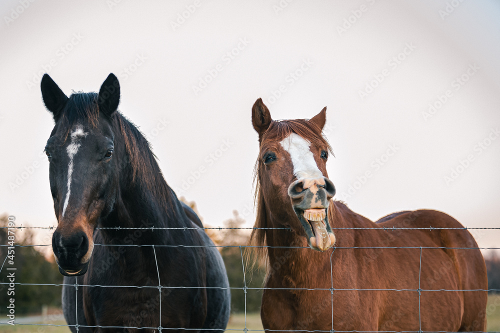 Naklejka premium Horse being obnoxious to another. Laughing farm animal. Funny face of equine showing teeth.
