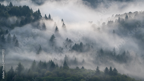 Cloud forest. Fog drifts through the Black Forest after a summer thunderstorm. photo