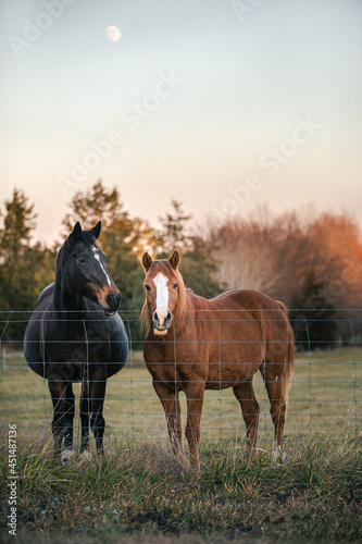 Portrait of two horses in a pasture with the moon in the background. Whole body shot standing behind wire fence in the country.