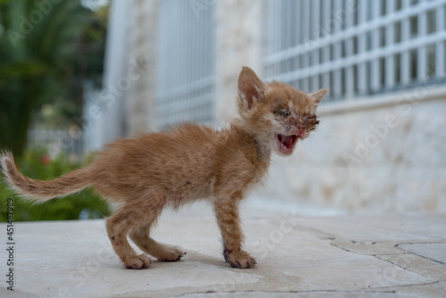 Fototapeta Naklejka Na Ścianę i Meble -  little sick kitten