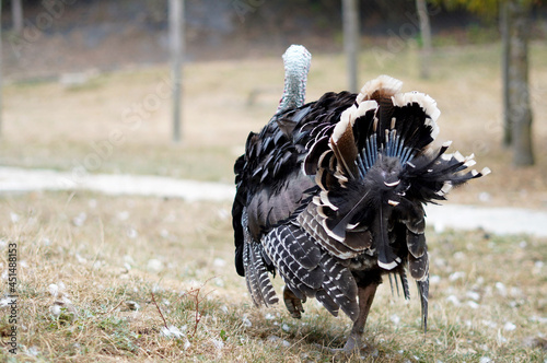 Slika na platnu pretentious turkey walks in the meadow, view from the back