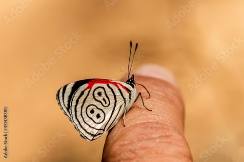 Borboleta com linhas em suas asas que formar o número oitenta e oito. Espécie encontrada na Mata Atlântica Brasileira. São Paulo, Brasil.   photo