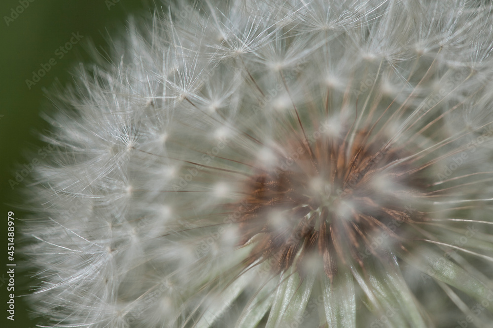 Fototapeta premium Neighboring flowers in everyday life, 近隣の花々のマクロ撮影
