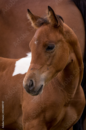 Fohlenportrait