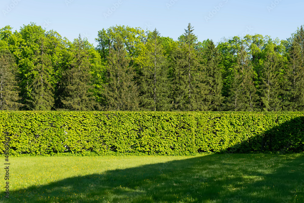 Scenery. Beautiful trimmed bushes and trees Scenery. Beautiful trimmed bushes and trees