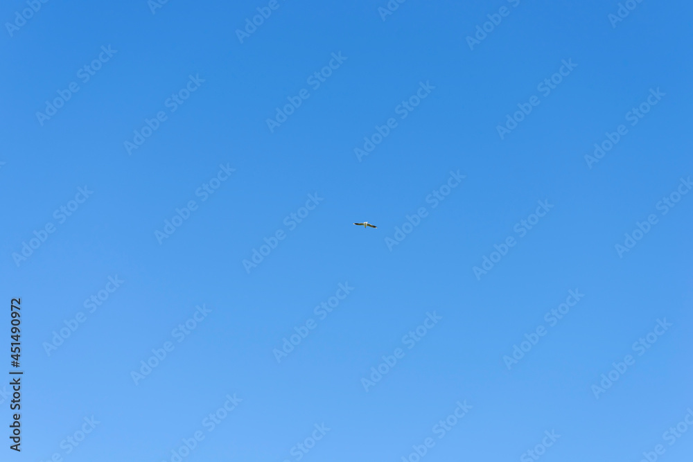 Bird flying high against the blue sky