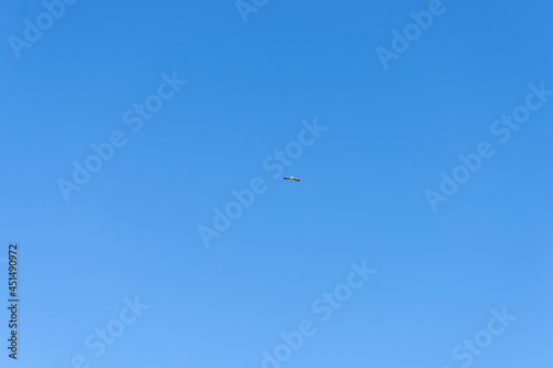 Bird flying high against the blue sky