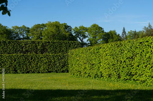 Scenery. Beautiful trimmed bushes and trees