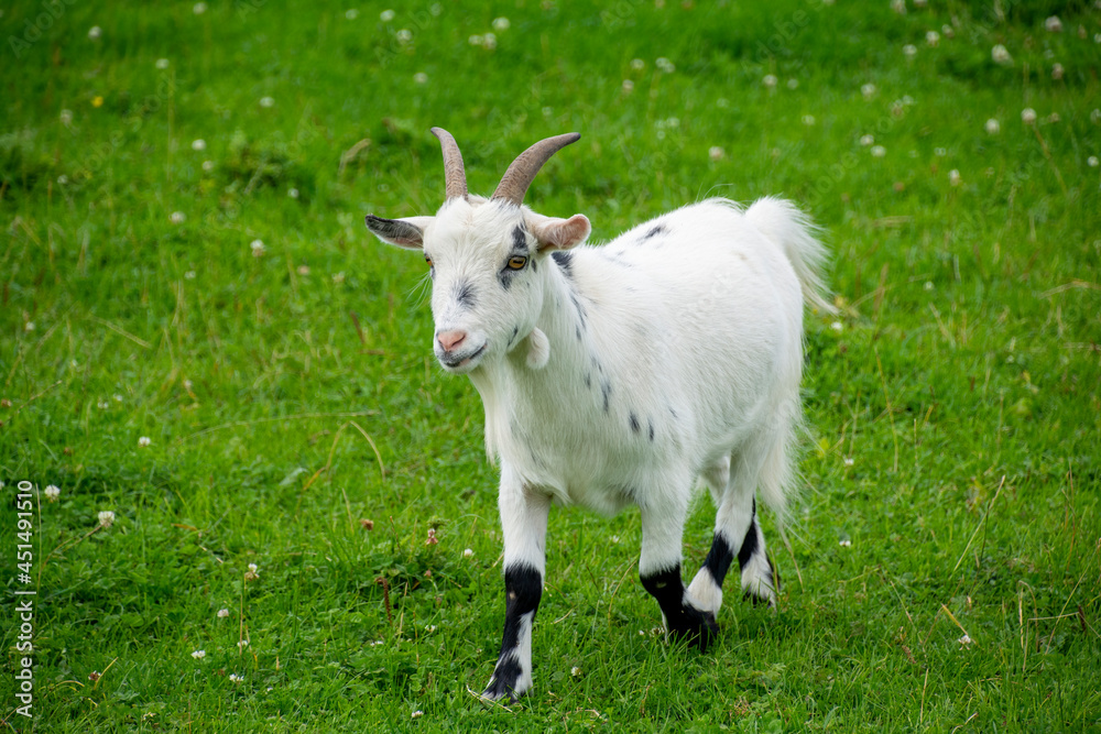 A white colored goat walking through grass. A white colored goat walking through grass.