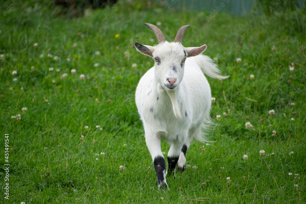 A young white goat looking towards camera. A young white goat looking towards camera.