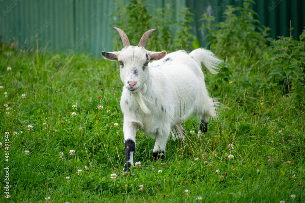 Obraz premium A goat walking through grass.