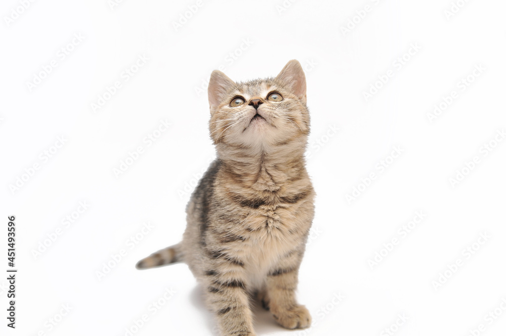 british cat isolated on white british cat isolated on white