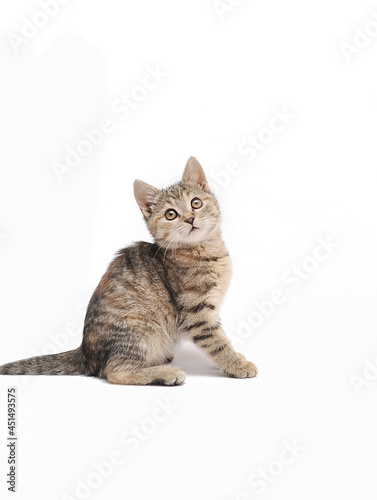 scottish fold cat isolated © Alona