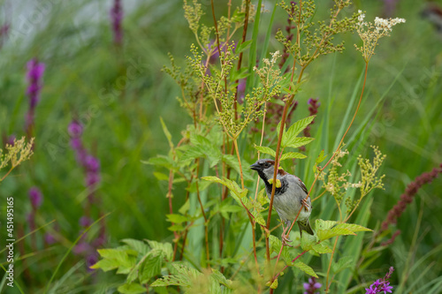 Closeup shot of a sparrow hiding in the deep grass at lake Ostersee photo