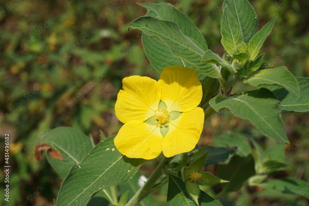 Ludwigia grandiflora with a natural background Ludwigia grandiflora with a natural background