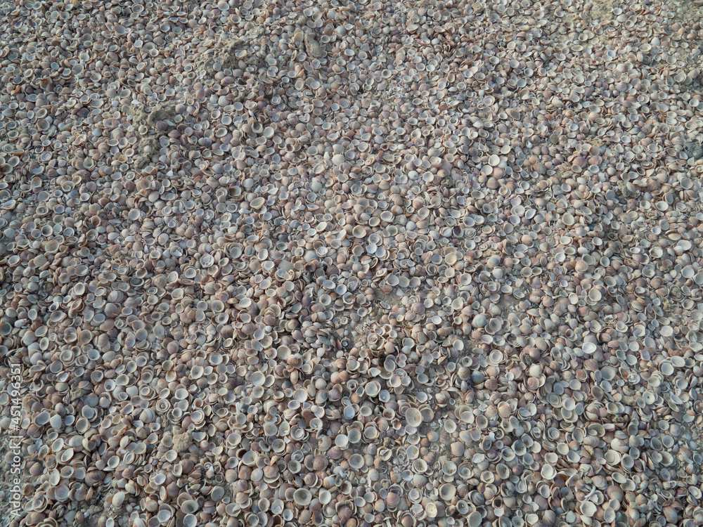 Seashell beach closeup from above Seashell beach closeup from above