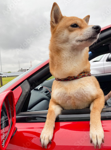 dog in car © clan_blue