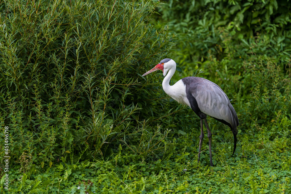 The wattled crane (Grus carunculata) is a large bird found in Africa, south of the Sahara Desert. It is sometimes placed in the monotypic genus Bugeranus. - obrazy, fototapety, plakaty 