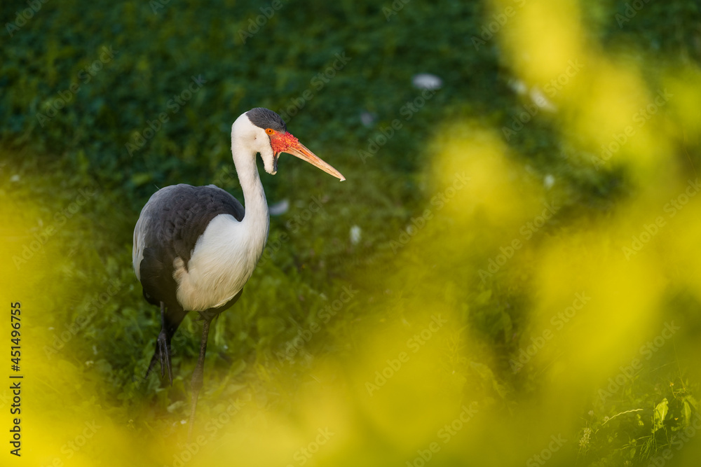 Fototapeta premium The wattled crane (Grus carunculata) is a large bird found in Africa, south of the Sahara Desert. It is sometimes placed in the monotypic genus Bugeranus.