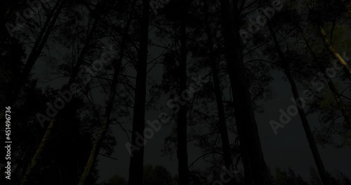 night time lapse forest