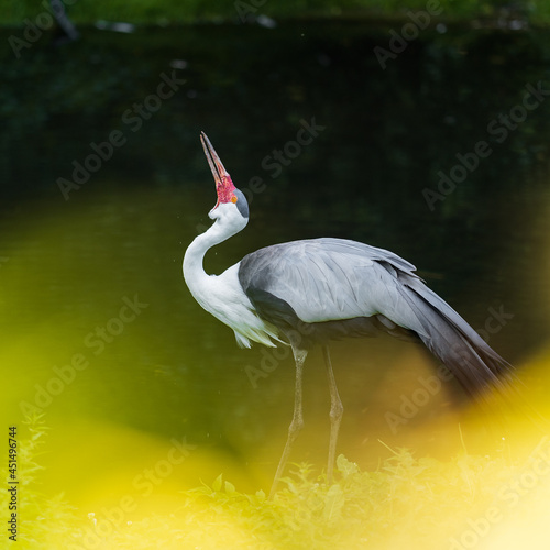The wattled crane (Grus carunculata) is a large bird found in Africa, south of the Sahara Desert. It is sometimes placed in the monotypic genus Bugeranus.