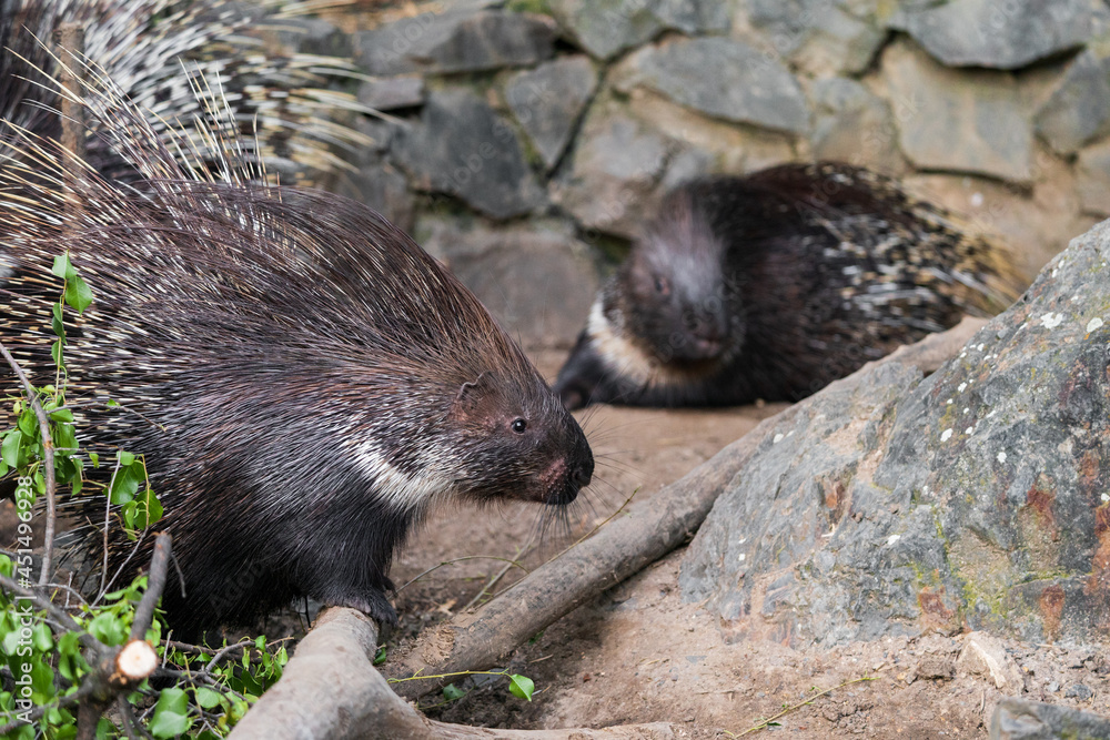 Porcupines are large rodents with coats of sharp spines, or quills, that protect them against predation. The term covers two families of animals: the Old World porcupines of family Hystricidae. Porcupines are large rodents with coats of sharp spines, or quills, that protect them against predation. The term covers two families of animals: the Old World porcupines of family Hystricidae.
