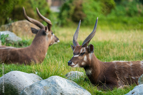 Foto The sitatunga or marshbuck (Tragelaphus spekii) is a swamp-dwelling antelope found throughout central Africa, centering on the Democratic Republic of the Congo